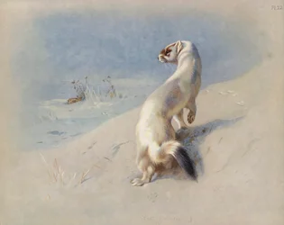 Hermelin (Winter)